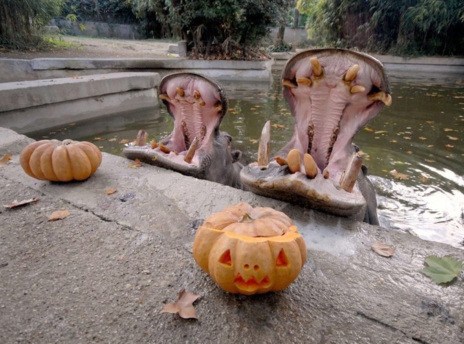 W zabawę włączyły się, mniej lub bardziej chętnie, hipopotamy z rzymskiego zoo