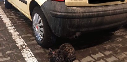 Nie mogła odjechać z parkingu. Za samochodem znalazła coś takiego