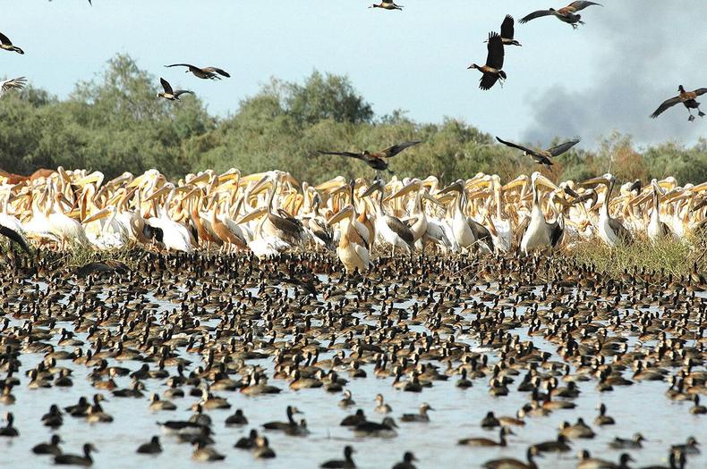 The birds at djoudj national bird sanctuary {springer}