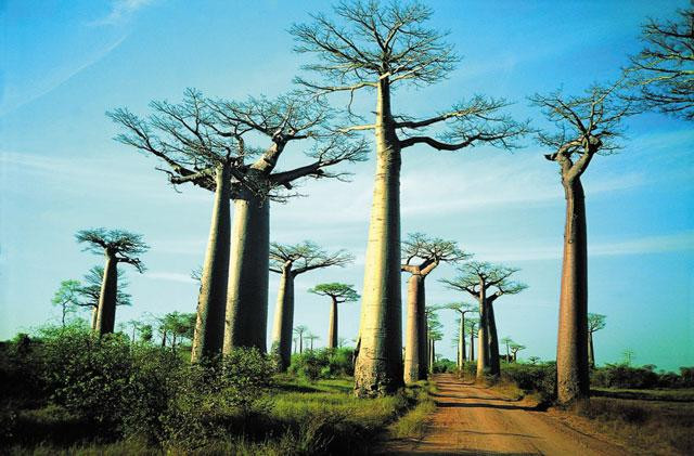 Galeria Madagaskar: Wyprawy marzeń, obrazek 10