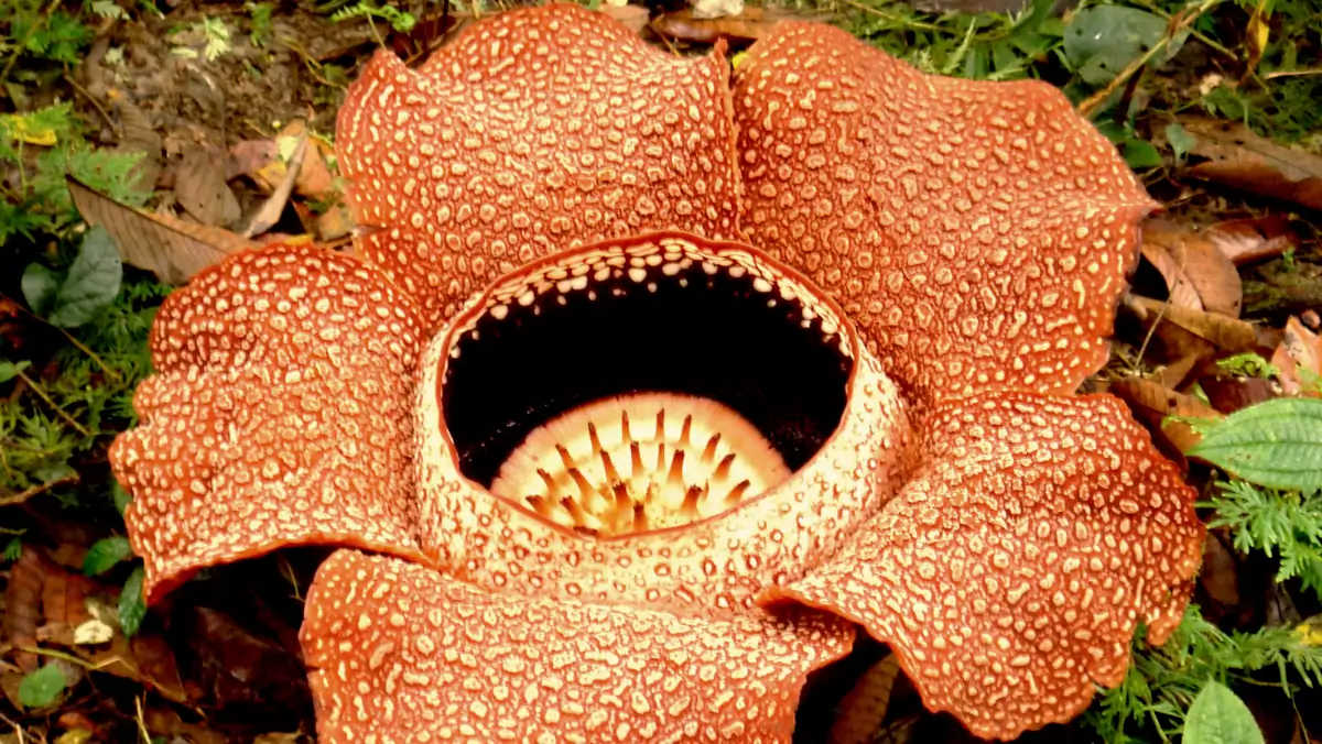 Bukietnica Arnolda (Rafflesia Sabah)