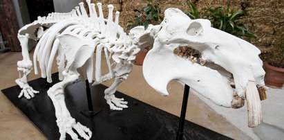 Szkielet Hipolita atrakcją ogrodu zoologicznego