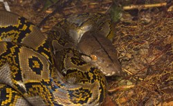 Jedenaście węży w mieszkaniu. Ściągnięto pracowników zoo, by je wynieść