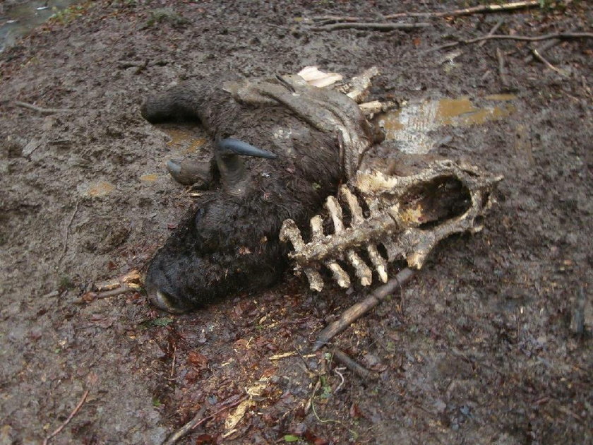 Dwa martwe żubry znaleziono w Bieszczadach