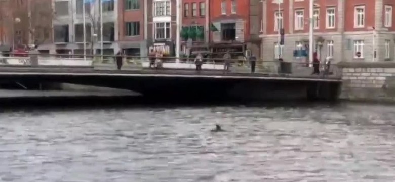 W centrum Dublina pojawiły się... delfiny. Sztorm sprawił, że zgubiły drogę [WIDEO]