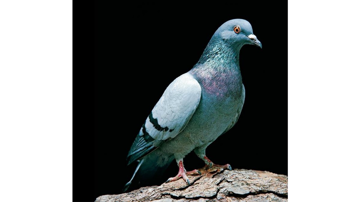 pigeon