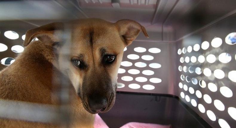 Dogs rescued from South Korea meat farm seek new lives in the U.S.