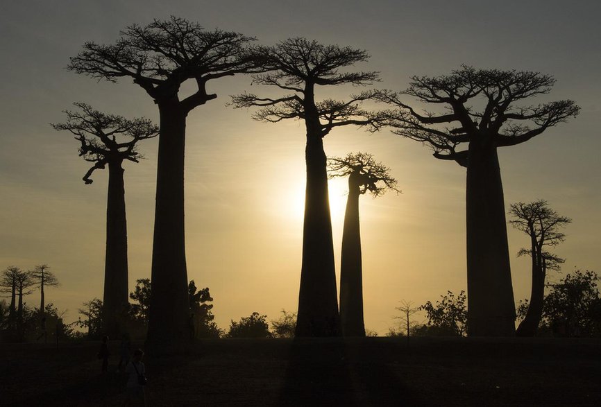 Baobaby na Madagaskarze