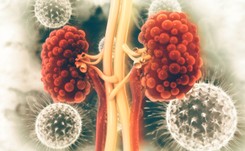 Można odbudować zniszczone nerki? Naukowcy pochwalili się wynikami eksperymentu