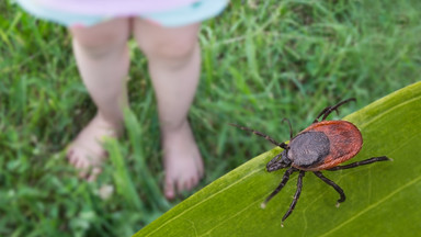 Kleszcze wciąż groźne. "Córka miała nimfę pod pieluszką"