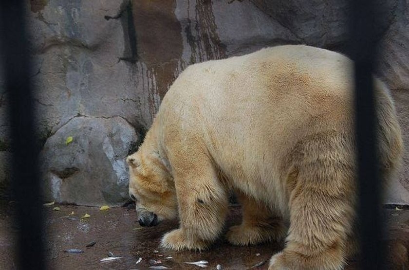 Arturo: niedźwiedź polarny z depresją