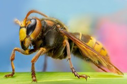 Najboleśniej żądli szerszeń. I najgroźniej! Co robić, gdy nas ukąsi?