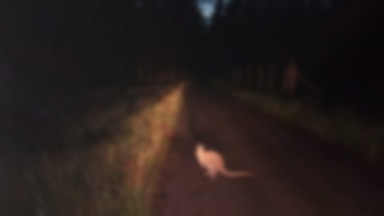 Leśnik sfotografował kangura pod Włocławkiem. Trwają poszukiwania