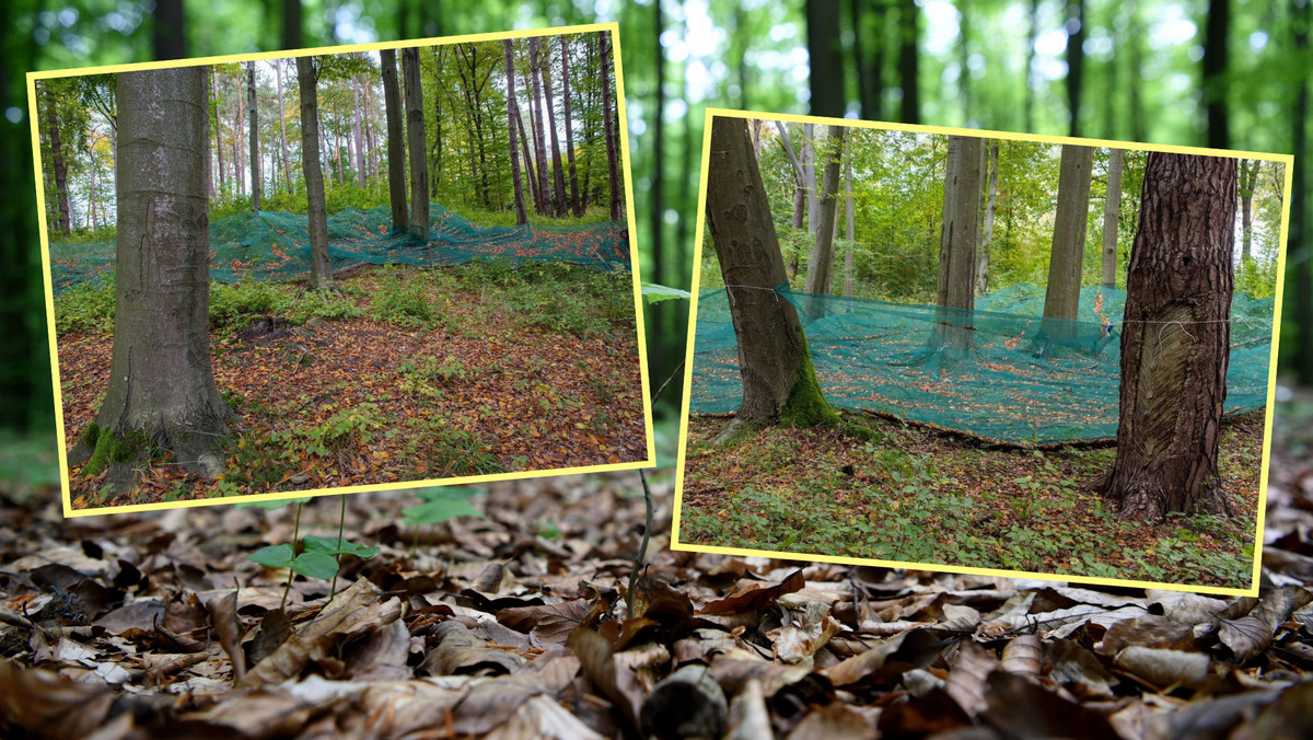 Tajemnicze siatki pojawiły się w polskich lasach. Leśnicy tłumaczą