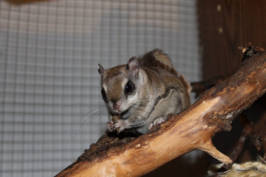 Njihov potomak bi bio iste veličine kao južna vrsta, ali bi imao sivi stomak kao severna (FOTO: Nickolay Lamm)