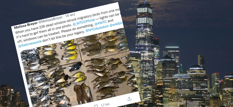 Chodniki w Nowym Jorku usłane martwymi ptakami. Co się stało?