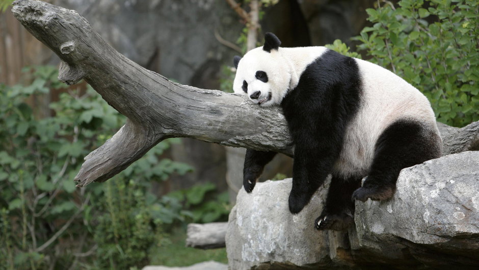 Panda Wielka (zdjęcie ilustracyjne)