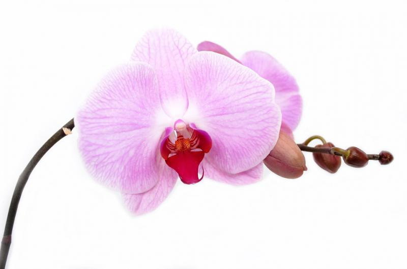 Orchidea Falenopsis