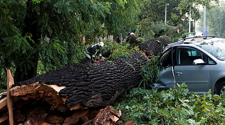 Fákat csavart ki a viharos szél /Fotó: MTI/Balázs Attila