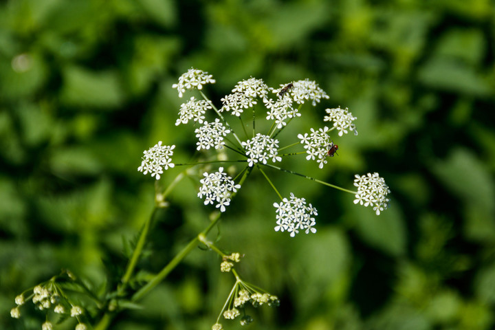 Szczwół plamisty, fot. Olha Solodenko / Shutterstock