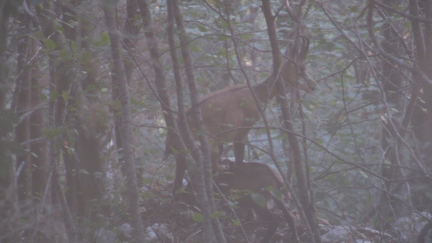 Bajina Bašta lov na divokoze