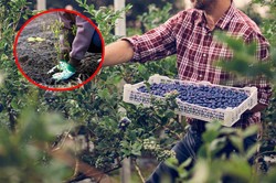 Co posadzić obok borówki, by dobrze rosła? A czego zdecydowanie unikać? Lista