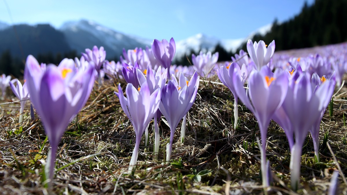 ZAKOPANE KALATÓWKI KROKUSY (krokusy na Polanie Kalatówki)