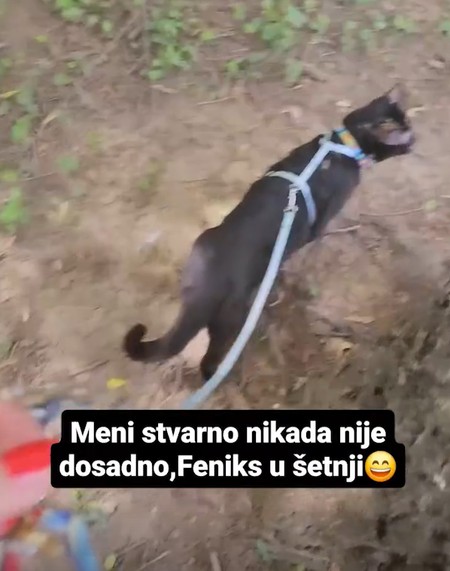 Lidija Vukićević šetka mačku na povocu