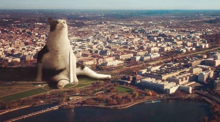 Óriás macskák nagyvárosokban.