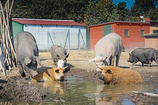 Azyl dla świń „Chrumkowo w Zajączkowie