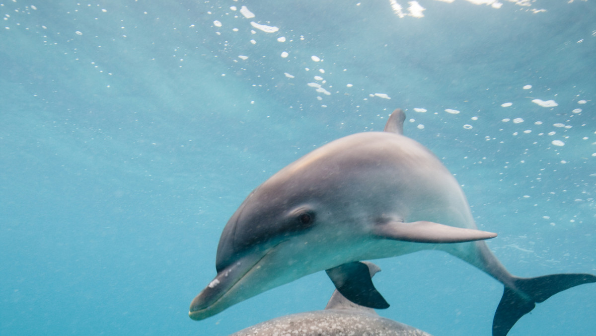 Co roku na amerykańskich plażach znajdowanych jest ponad tysiąc delfinów i waleni. Jak się okazuje, te sympatyczne ssaki najczęściej lądują na brzegu dlatego, że są głuche.