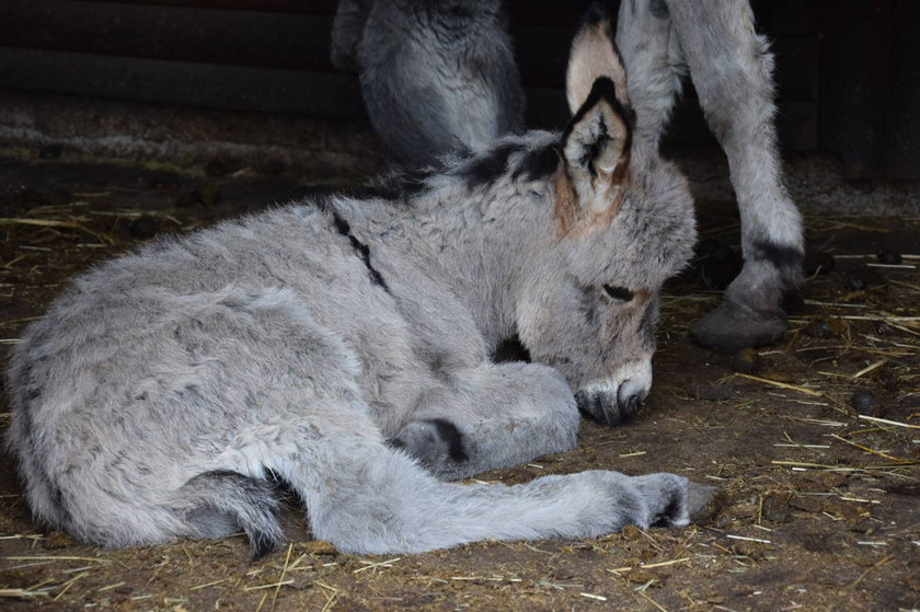 W Nowym Zoo urodził się osiołek Ringo