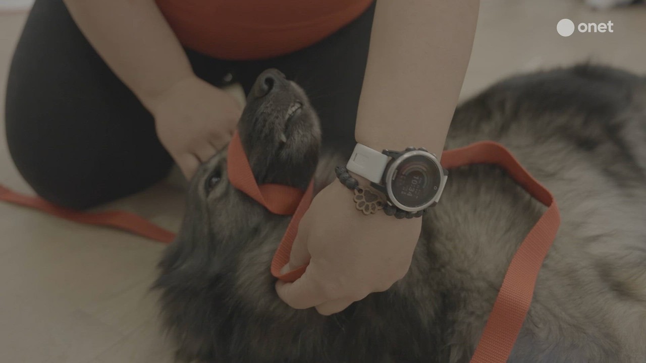 Majówka z psem: Beztroska, która może zamienić się w dramat. Jak udzielić pierwszej pomocy?