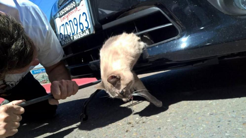 Lökhárítóba szorult az elgázolt cica, de szerencsére túlélte! - fotó - Blikk
