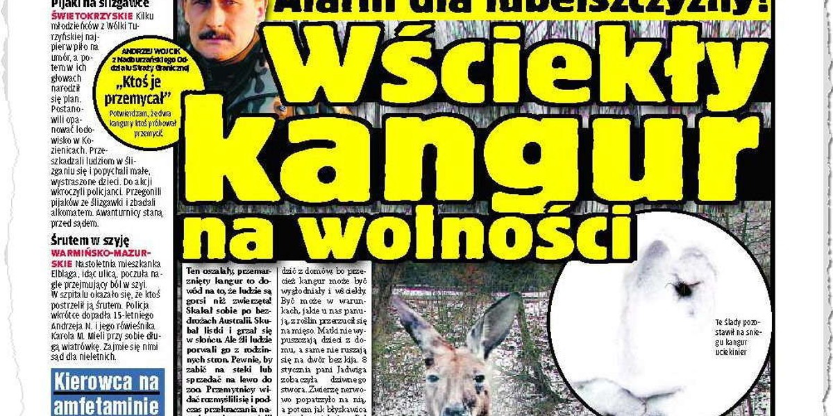 Wściekły kangur na wolności