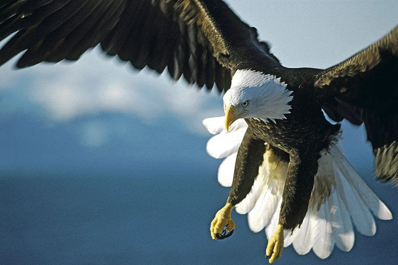 Srpski simbol, a malo preostalih jedinki