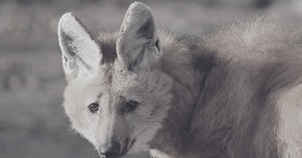 Wielki smutek w gdańskim zoo. Odszedł wyjątkowy podopieczny. "Był przyjacielem"