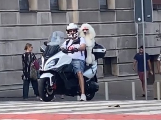 Zaza je hit u centru Beograda