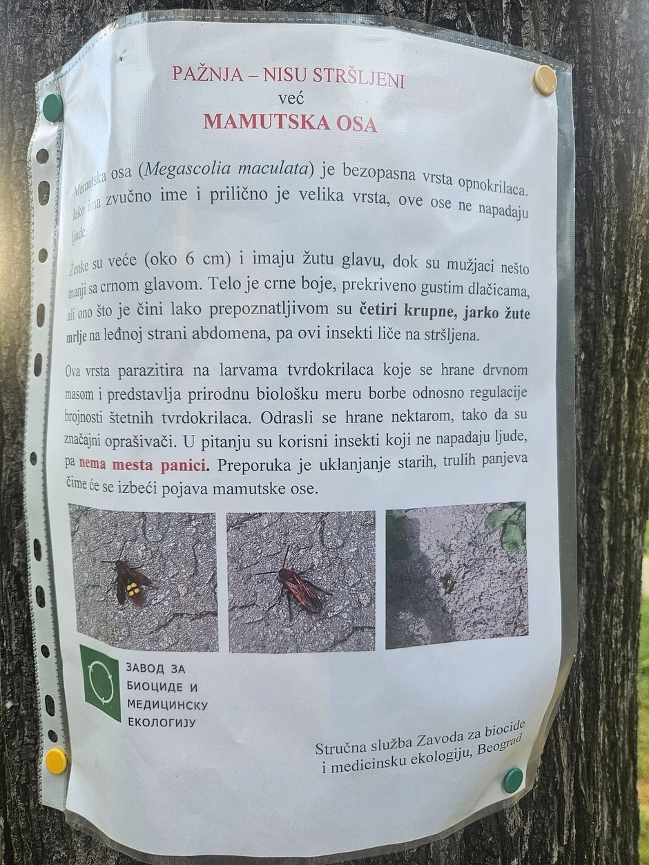 Mamutska osa - obaveštenje