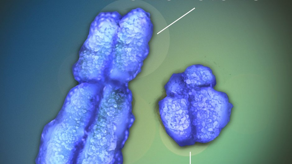 Chromosomy X i Y