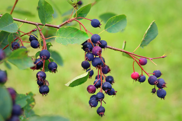 Owoce najsmaczniejszych gatunków świdośliwy (świdośliwki, Amelanchier Medik.) są słodkie i mają porzeczkowo-jagodowy aromat