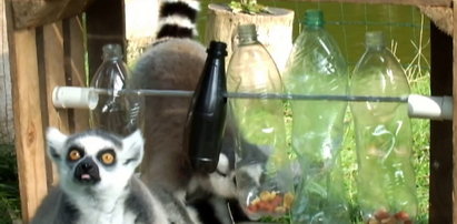 Lemury dostały tajemniczą skrzynię. FILM