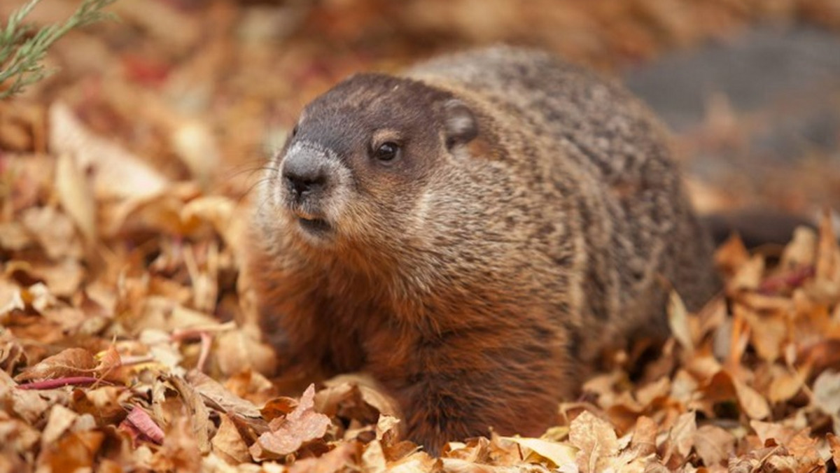 Winnipeg Willow to samica świstaka, która była bardzo popularna w Kanadzie i zajmowała się przewidywaniem pogody. Mieszkała w Centrum Rehabilitacyjnym Praire Wildlife przez sześć lat. Zdechła 29 stycznia, tuż przed tradycyjnym Dniem Świstaka, który jest obchodzony 2 lutego.