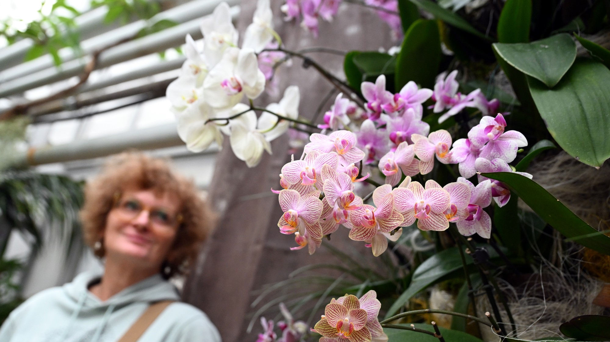 Na výstave je viac ako 800 kusov orchideí 