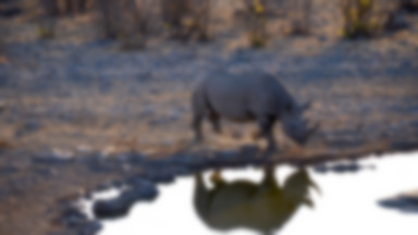 Zmarł najstarszy nosorożec na świecie