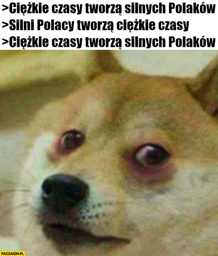 Pieseł (doge) nie żyje. Najzabawniejsze chwile psa, który podbił sieć