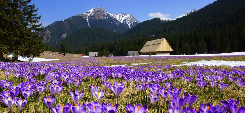 Majówka w Tatrach? "Hokus Krokus", takie widoki podziwiaj ze szlaków