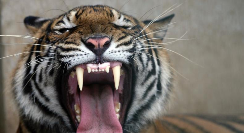 A Royal Bengal tiger.