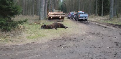 Smutny los żubra. Leśnik nie miał innego wyjścia