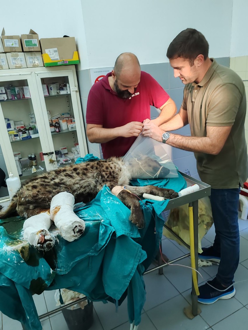 dr Vuk Aleksić operacija hijene